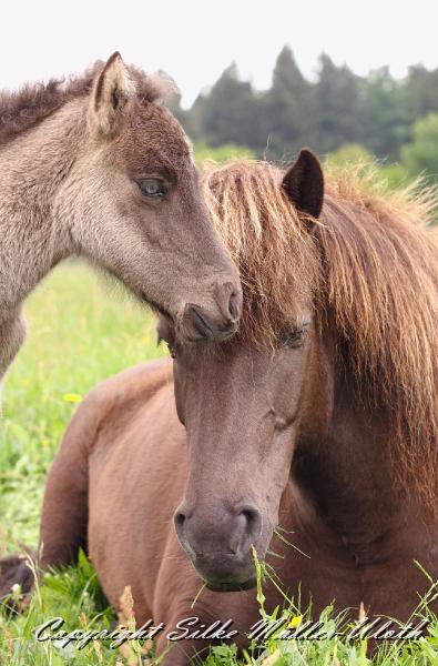 Farsael i.jpg - Farsael von Heidmoor und Grima